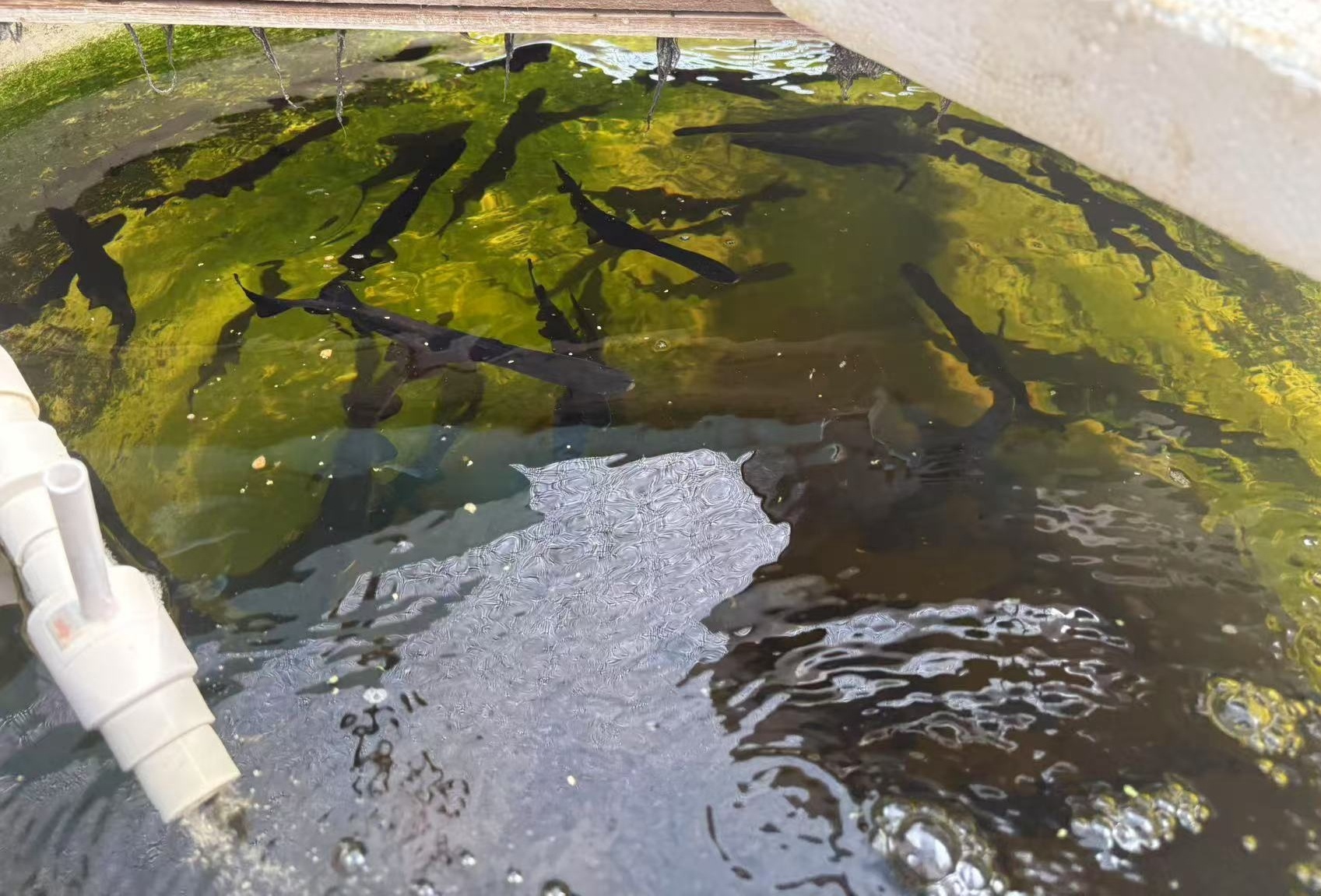 南通海门：生态农业“玩”出新高度“鱼菜共熊猫体育生”模式崭露头角