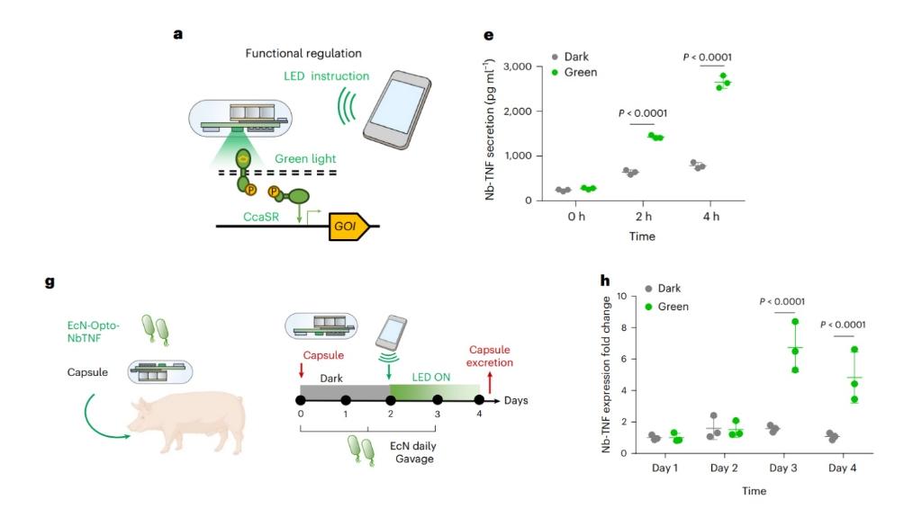 中国科学家实现人类与肠道工程菌远程“对话”