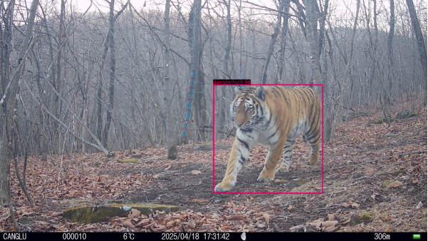 熊猫体育智能股份防控人虎冲突这里有了新办法！