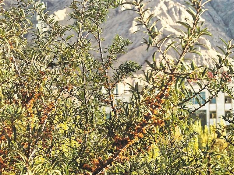 青海：矿山之上再造智慧“青山”