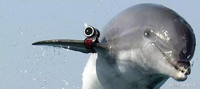 中央情报局如何利用动物进行间谍活动(图4)