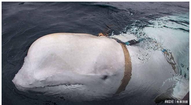 中央情报局如何利用动物进行间谍活动