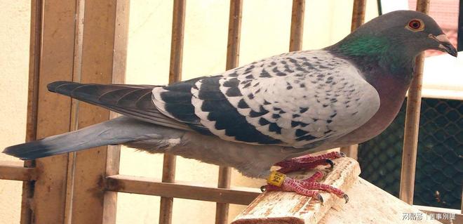 中央情报局如何利用动物进行间谍活动(图3)