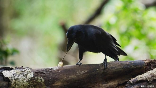 中央情报局如何利用动物进行间谍活动(图5)