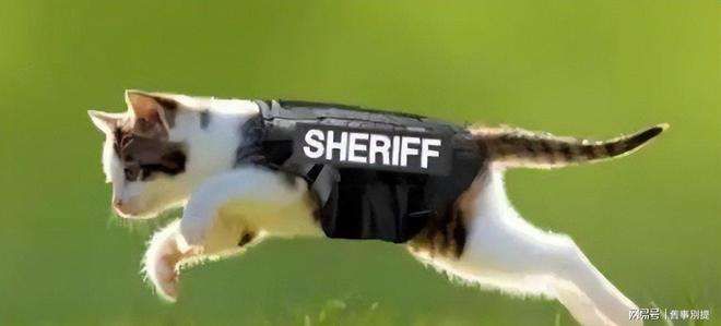 中央情报局如何利用动物进行间谍活动(图6)