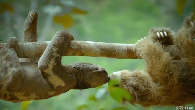 中央情报局如何利用动物进行间谍活动(图8)