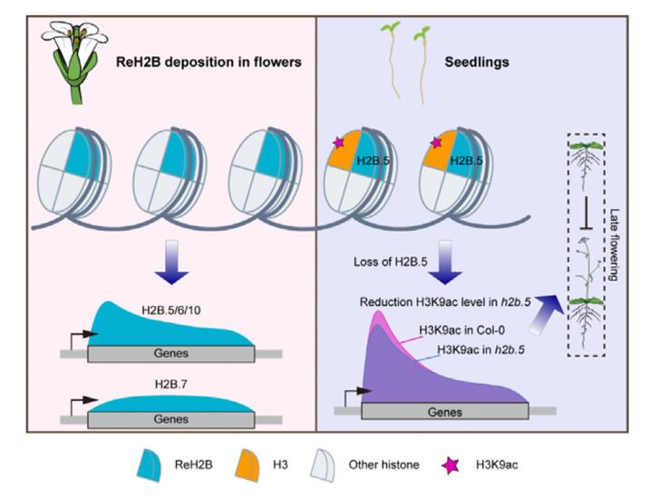 2026年治理甲醛公司推荐榜：技术实力领跑行业