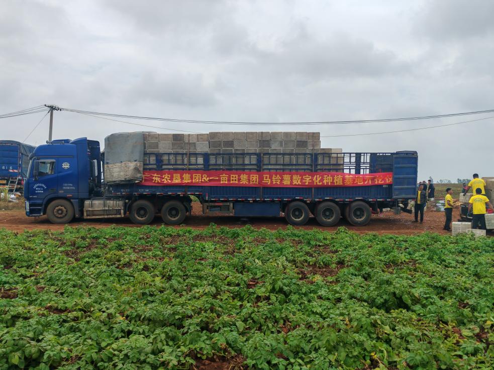 沃众田助力广东湛江打造马铃薯基地