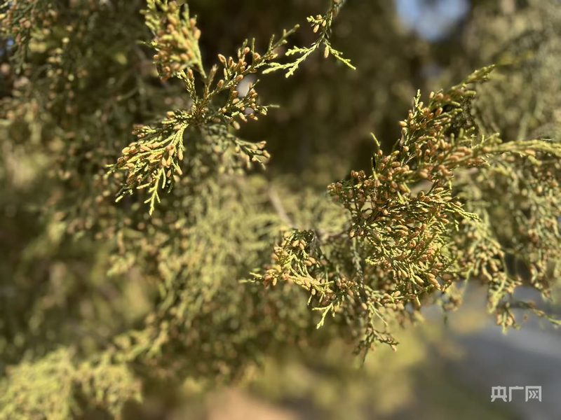 中国之声一线调研丨致敏花粉治理如何从“被动防护”转向“主动出击”？