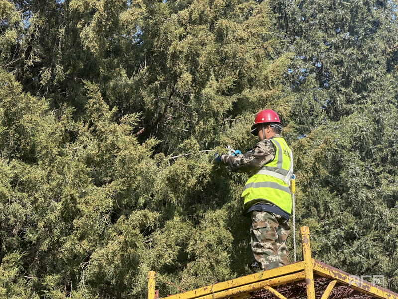 中国之声一线调研丨致敏花粉治理如何从“被动防护”转向“主动出击”？(图2)