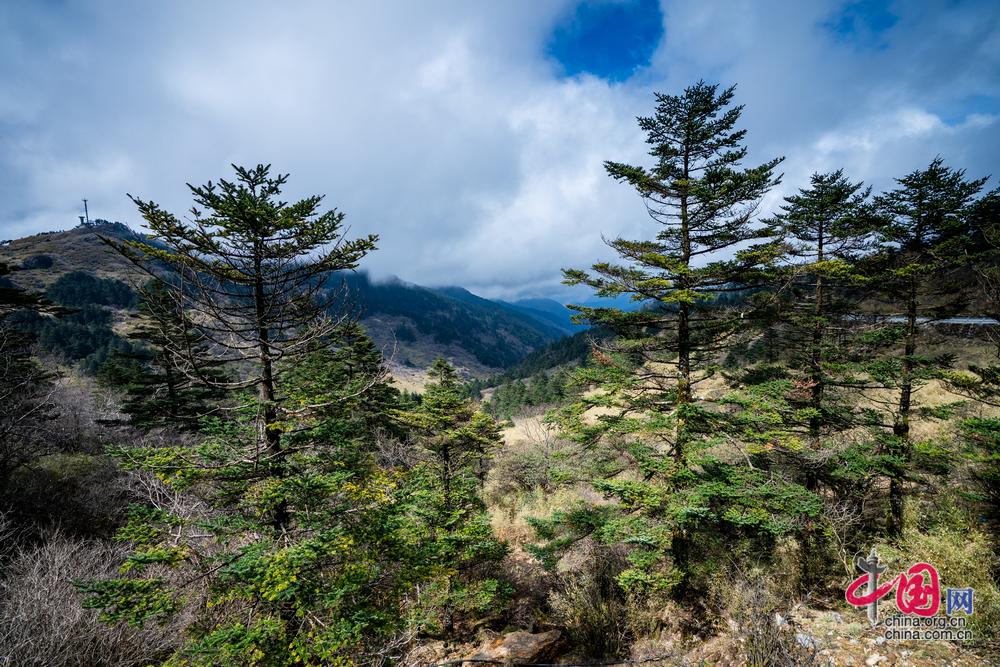 世界地球日守护北纬31度的绿色奇迹神农架林区生态保护与修复概览熊猫体育官方网站