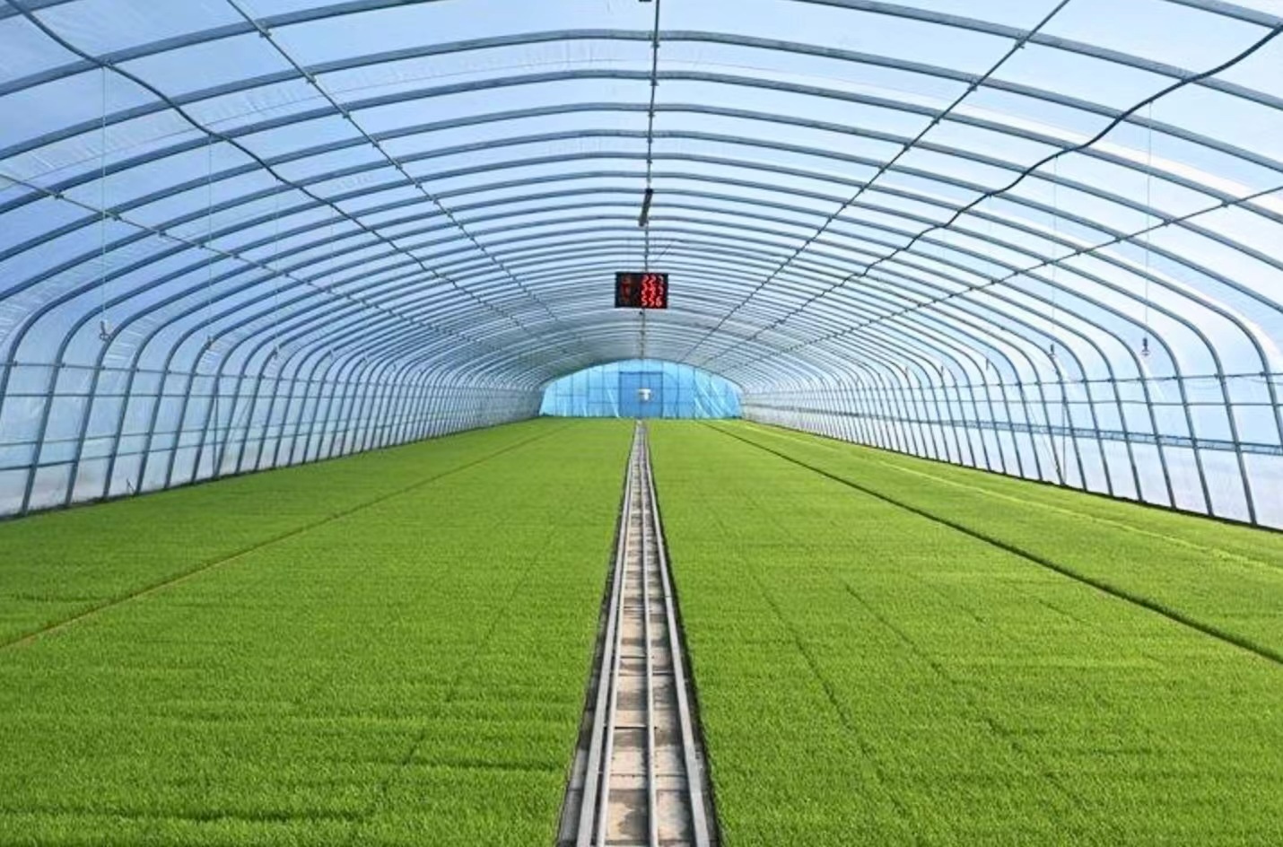 熊猫体育赛事合作聚焦北大荒创业农场“掌”上管护秧苗促丰产